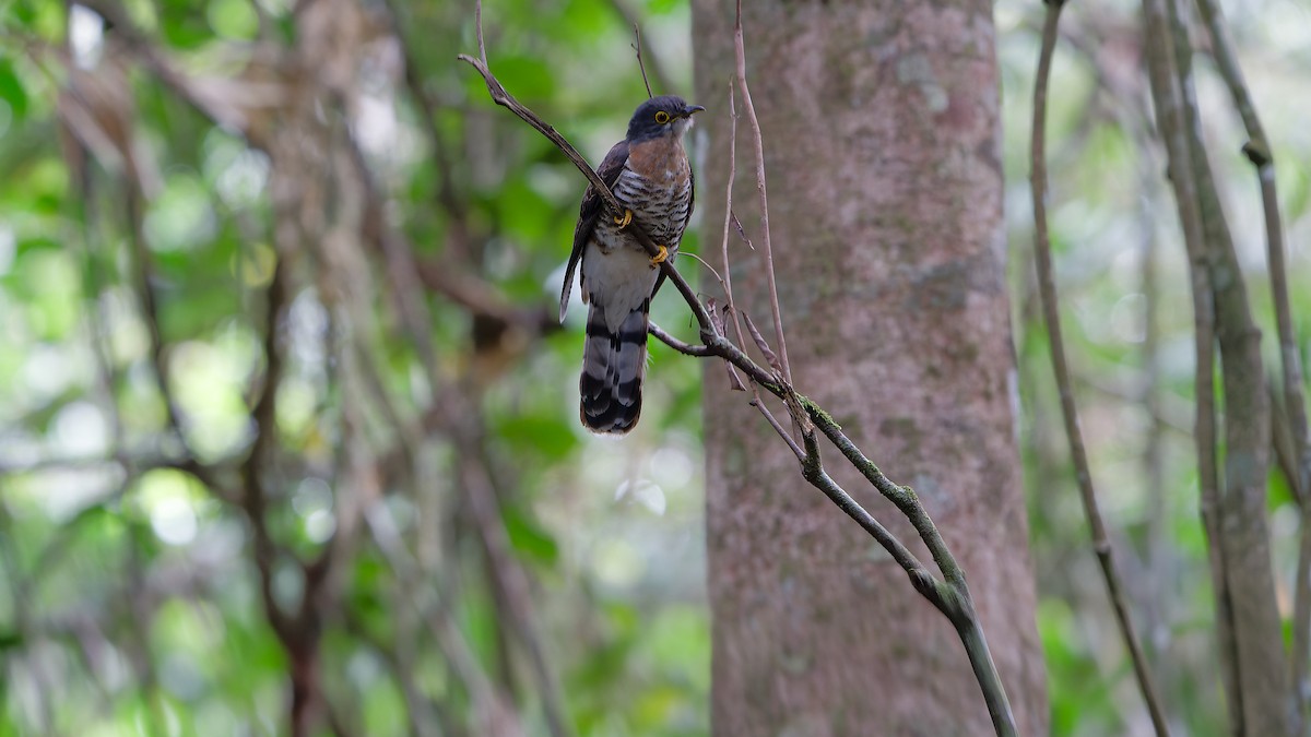 Dark Hawk-Cuckoo - ML638004919