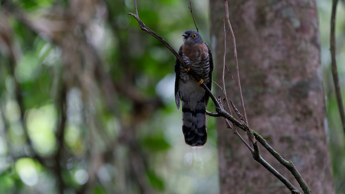 Dark Hawk-Cuckoo - ML638004920