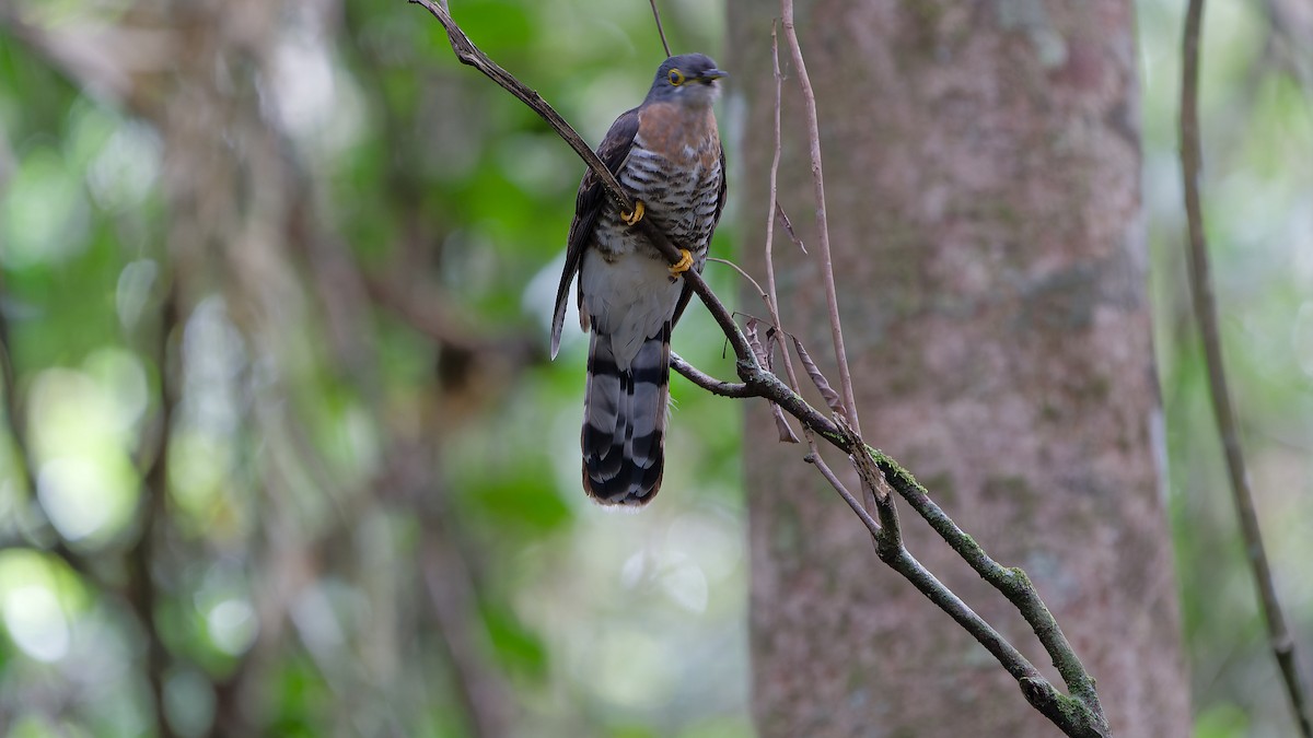 Dark Hawk-Cuckoo - ML638004921