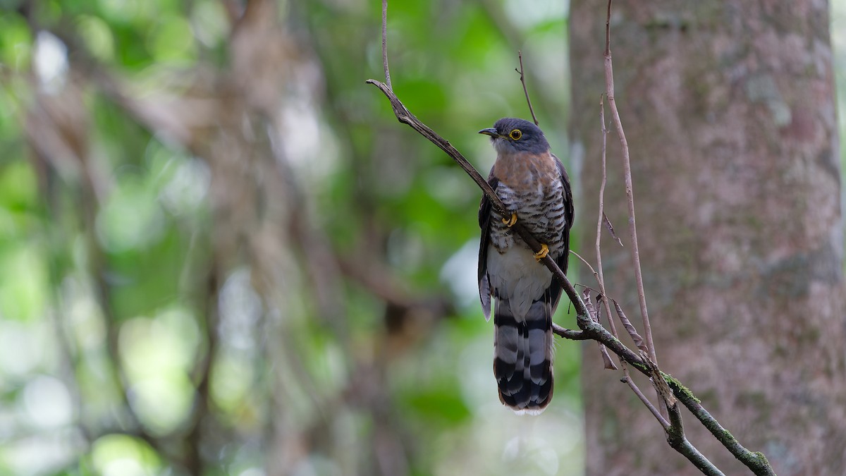 Dark Hawk-Cuckoo - ML638004922