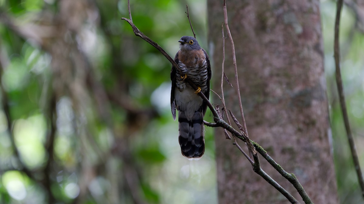 Dark Hawk-Cuckoo - ML638004923