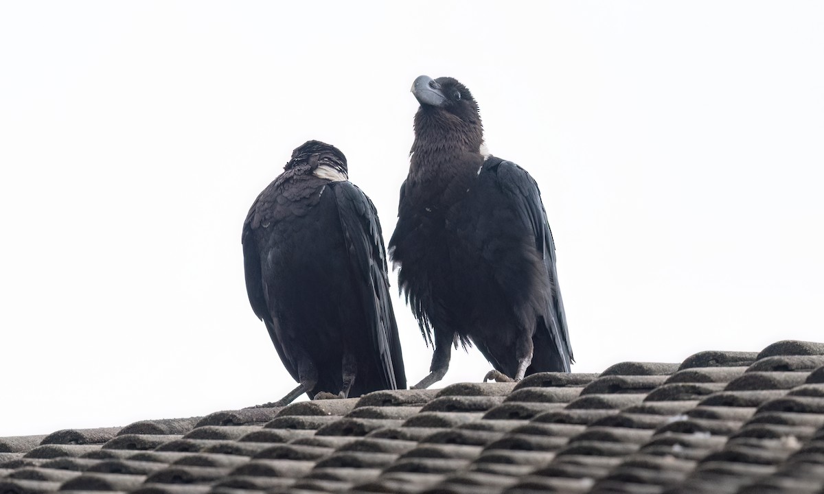 White-necked Raven - ML638004924