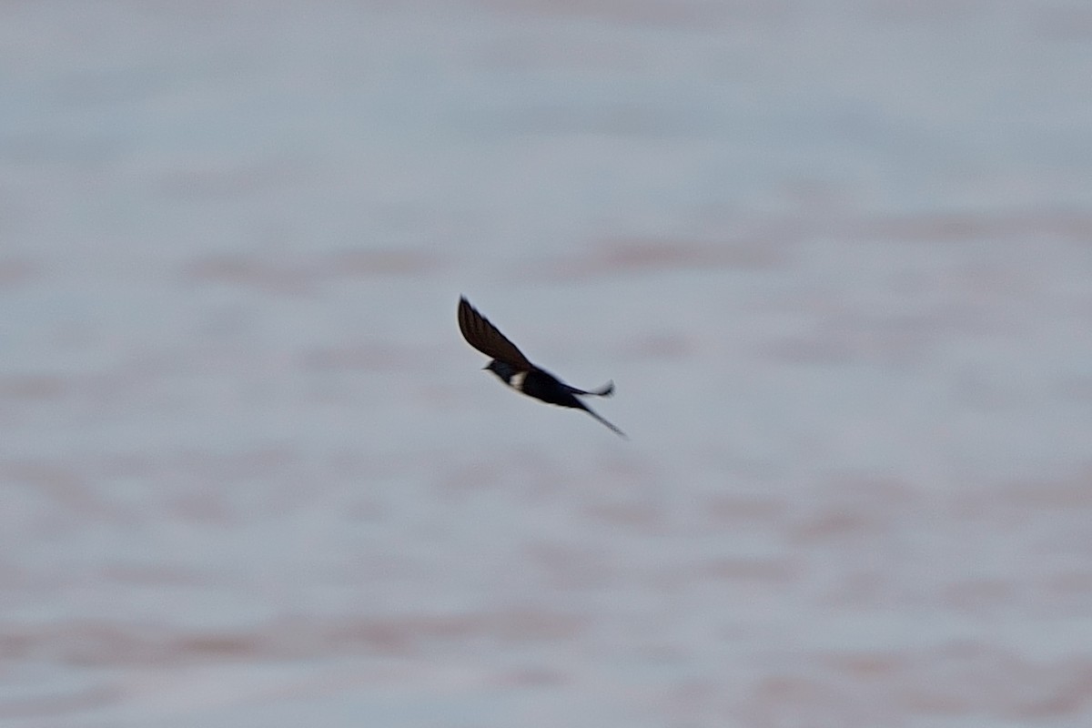 White-banded Swallow - ML638004942