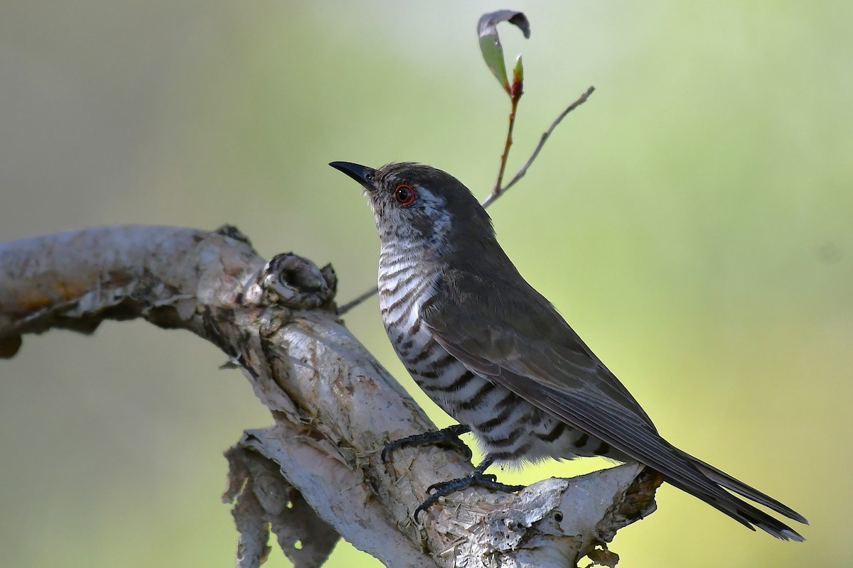 Little Bronze-Cuckoo - ML638004943