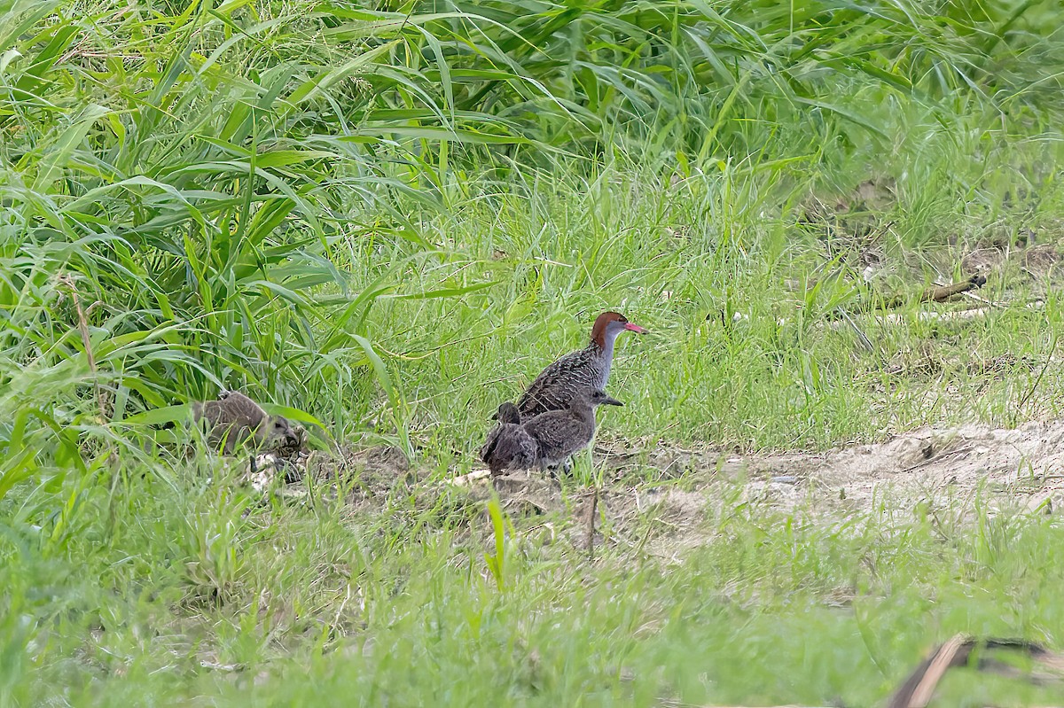 Slaty-breasted Rail - ML638004956