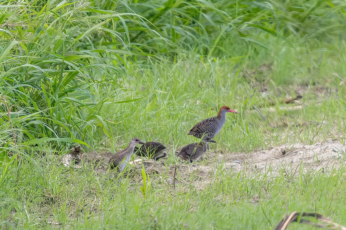 Slaty-breasted Rail - ML638004960