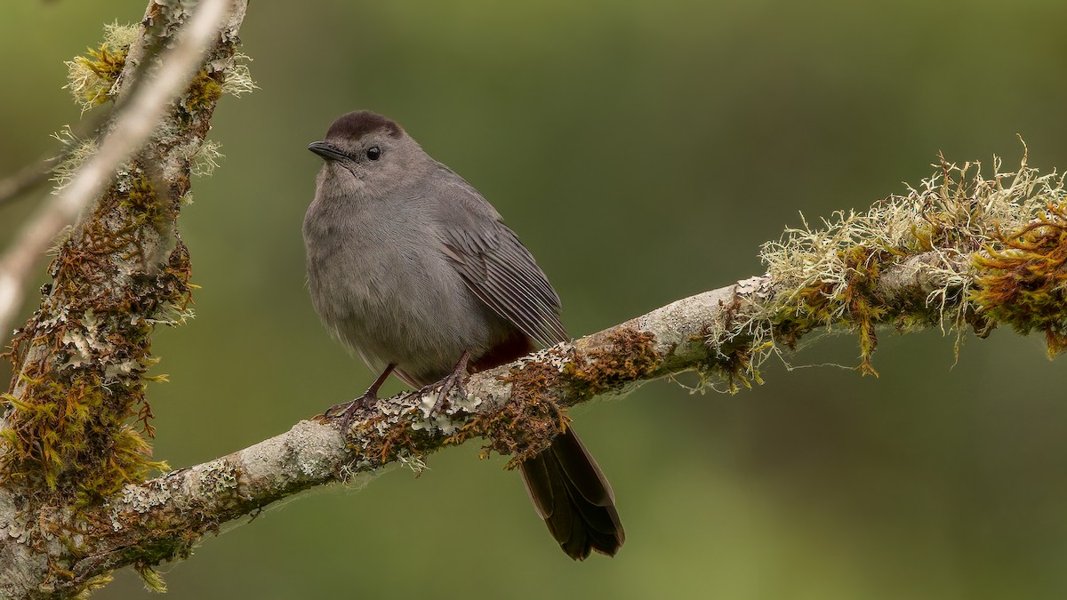 Gray Catbird - ML638004989