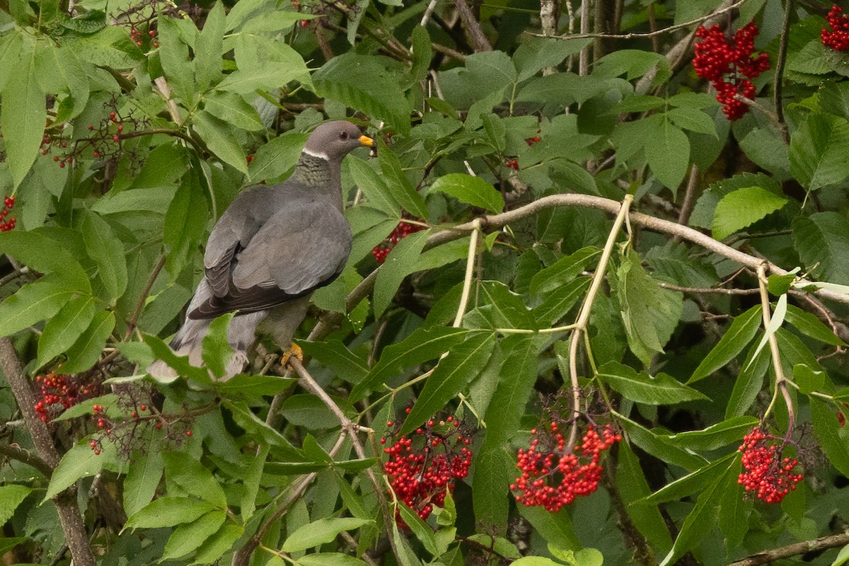 Band-tailed Pigeon - ML638004993