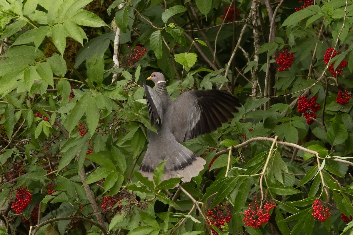 Band-tailed Pigeon - ML638004994