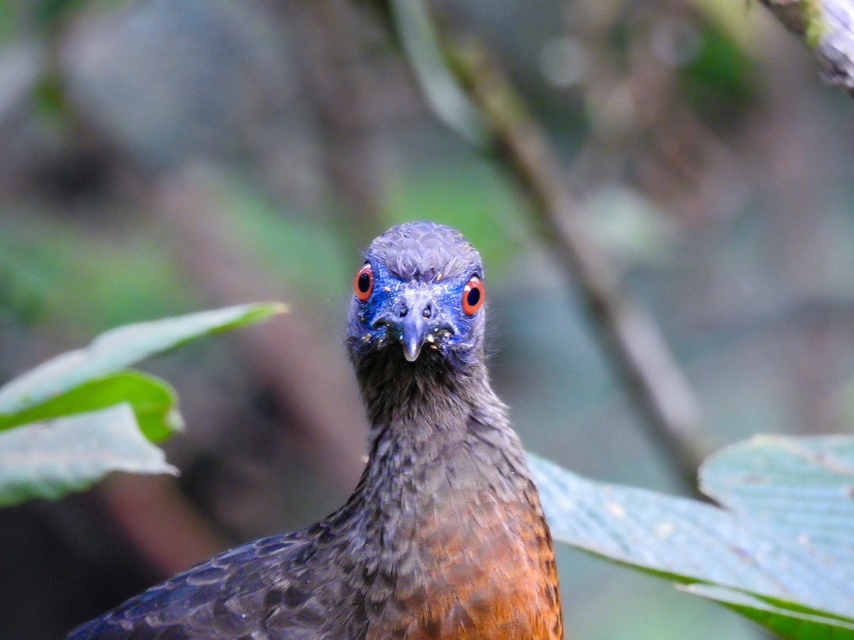 Sickle-winged Guan - ML638004995