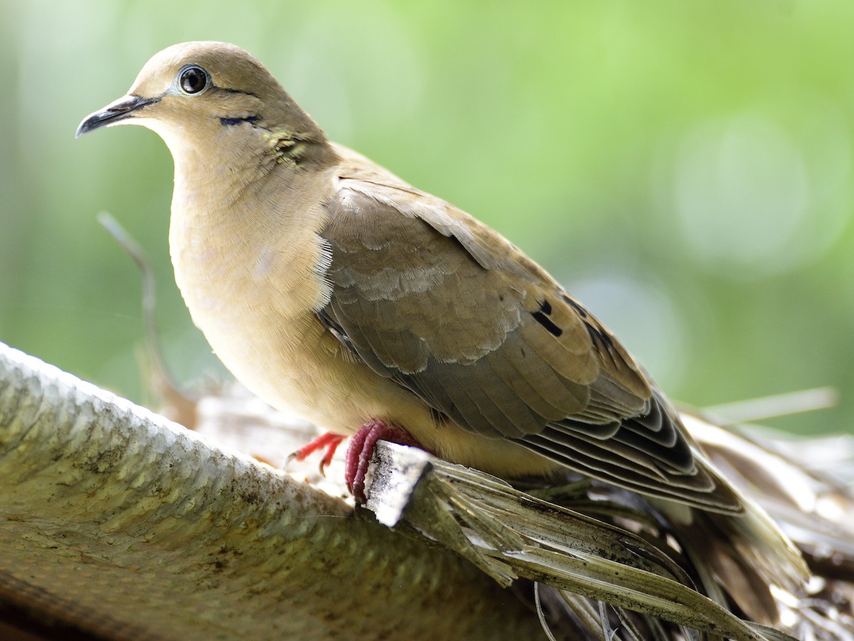 Eared Dove - ML638004996