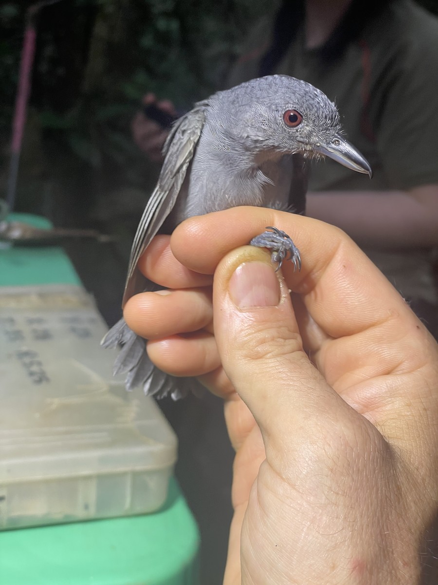 Plain-winged Antshrike - ML638005001