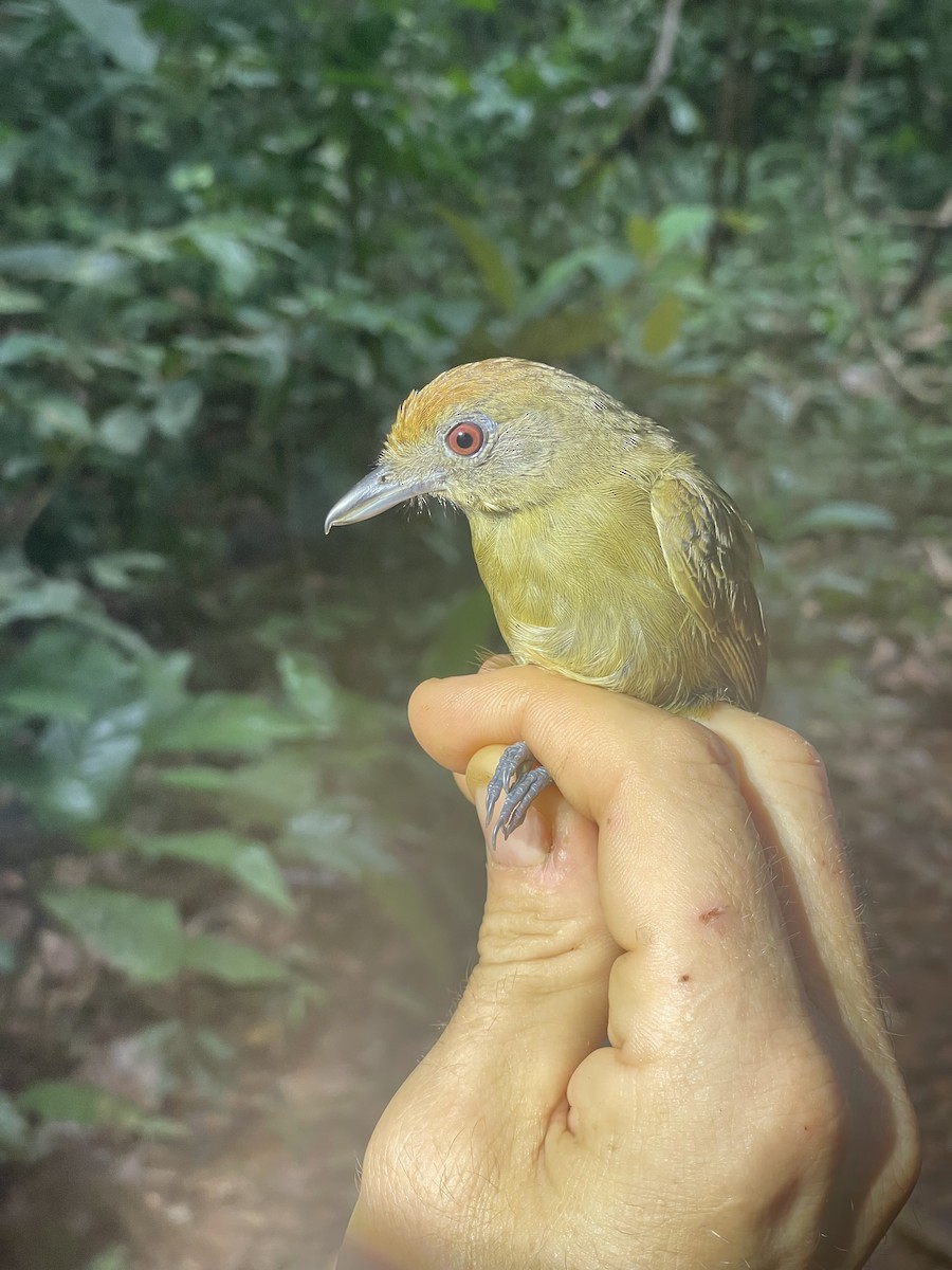 Plain-winged Antshrike - ML638005002