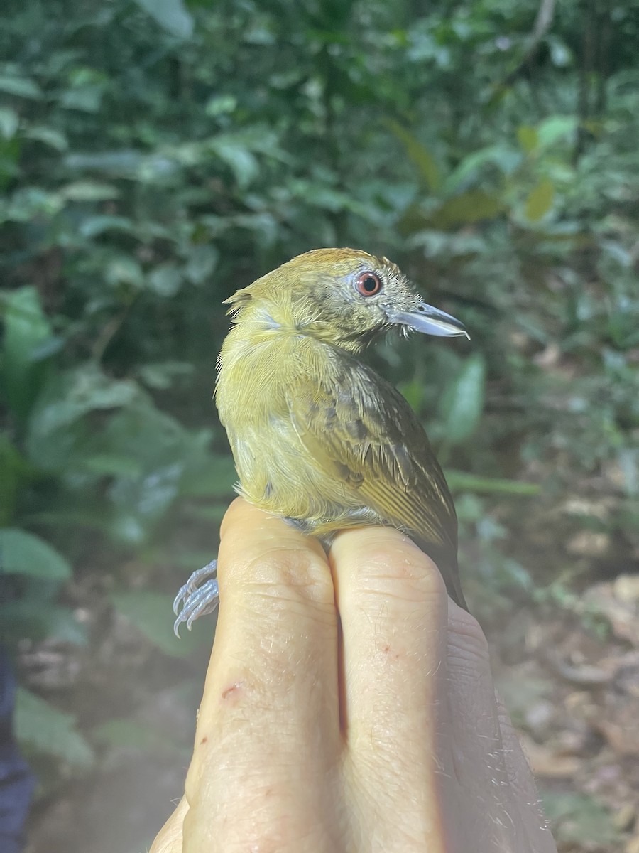 Plain-winged Antshrike - ML638005003