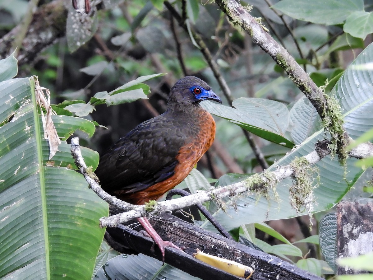 Sickle-winged Guan - ML638005005