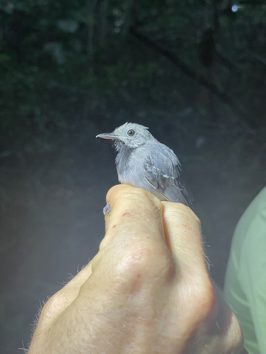 Long-winged Antwren - ML638005010