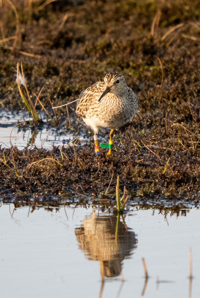 Pectoral Sandpiper - ML638005018