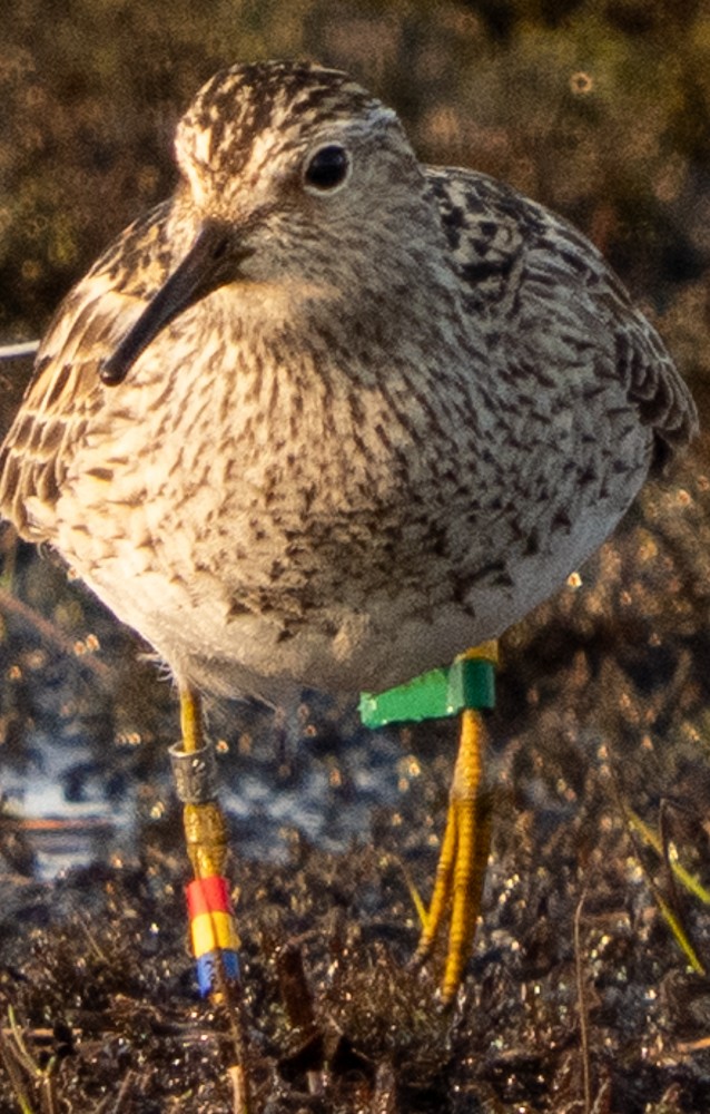 Pectoral Sandpiper - ML638005019