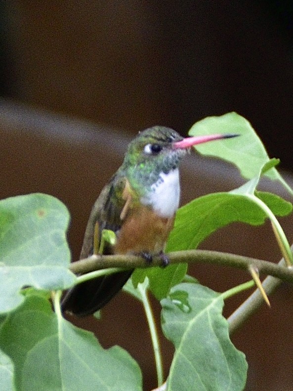 Amazilia Hummingbird - ML638005024