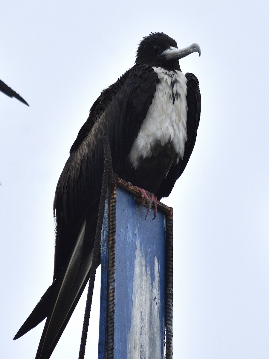 Magnificent Frigatebird - ML638005036