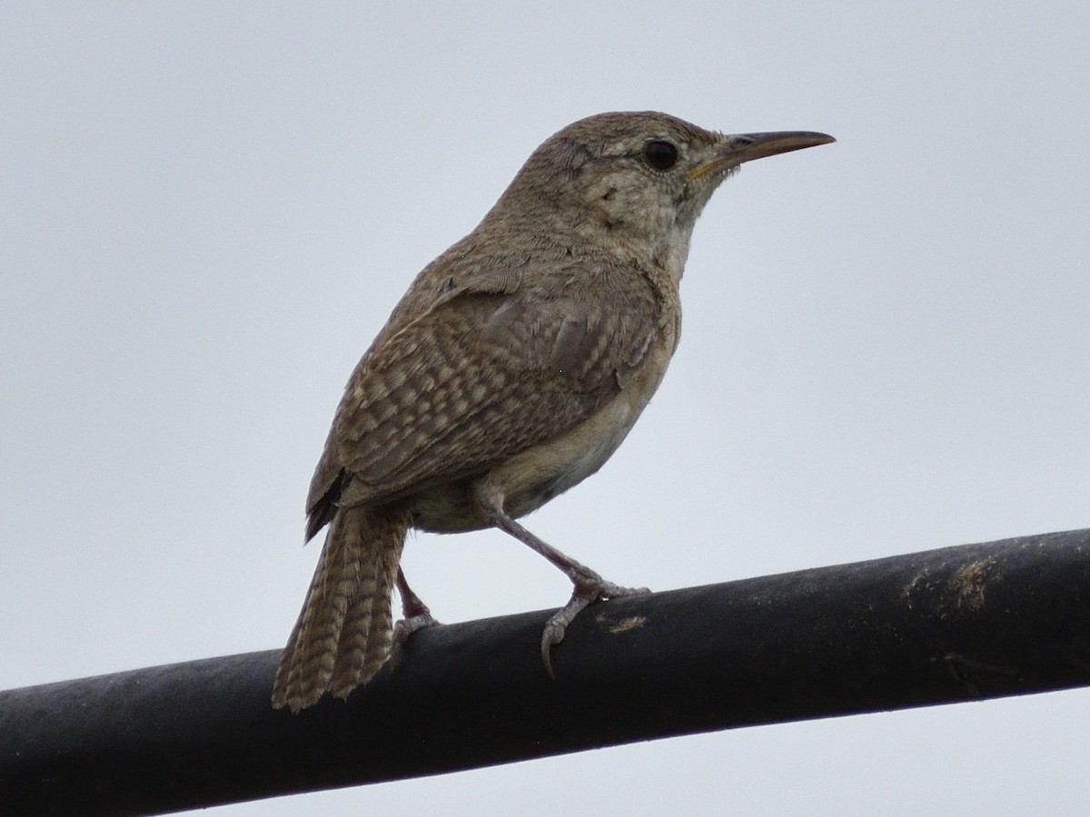Southern House Wren - ML638005064