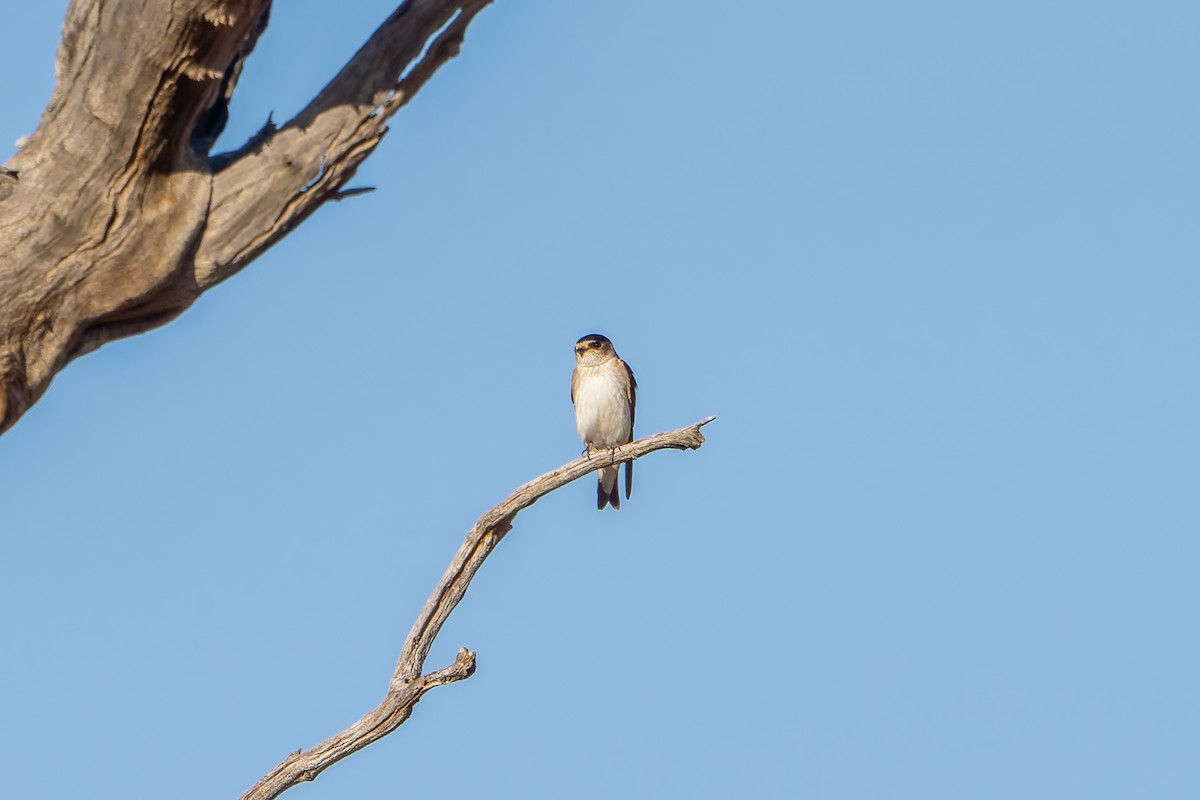 Tree Martin - ML638005071