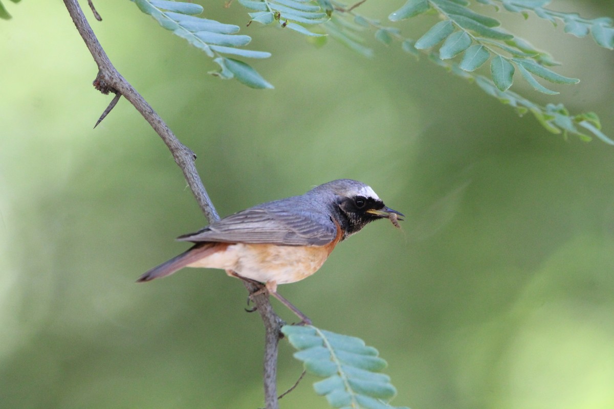 Common Redstart - ML638005074