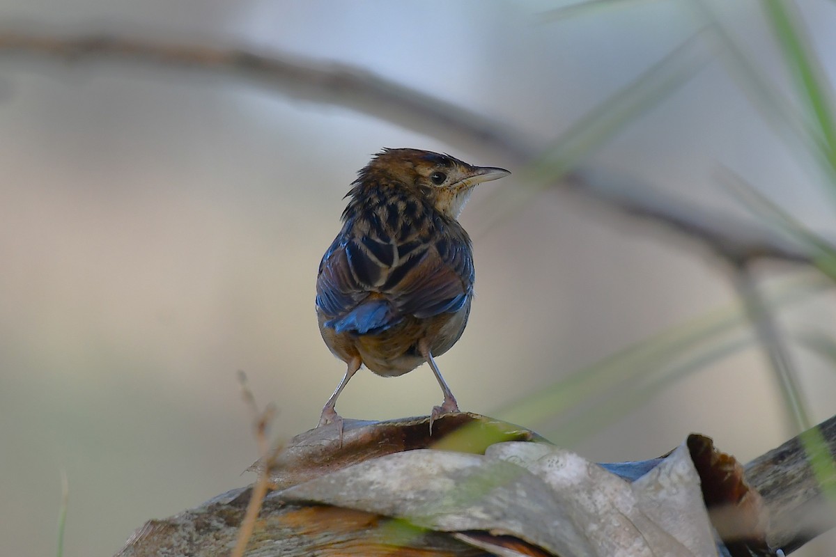 Tawny Grassbird - ML638005075