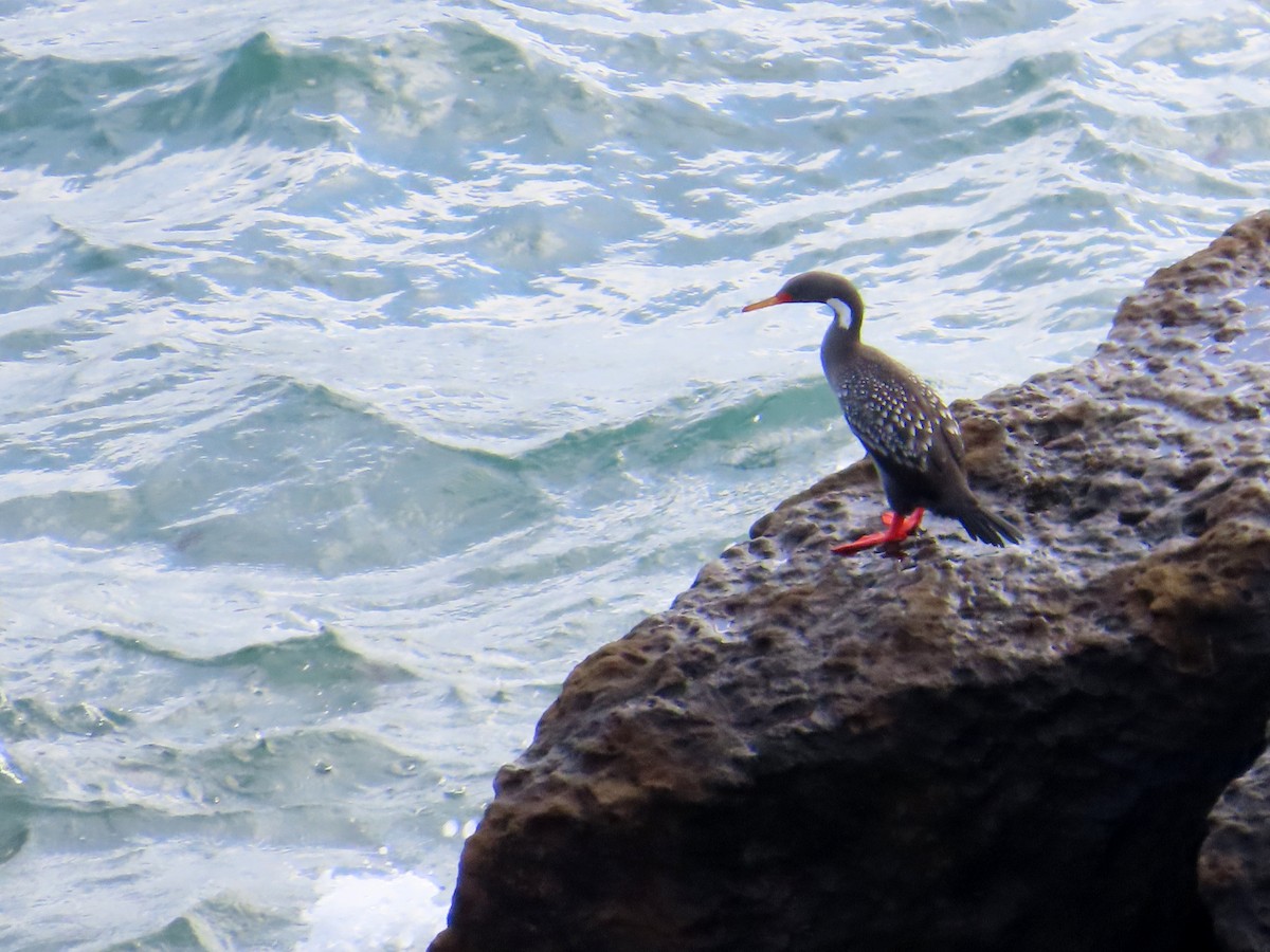 Red-legged Cormorant - ML638005083
