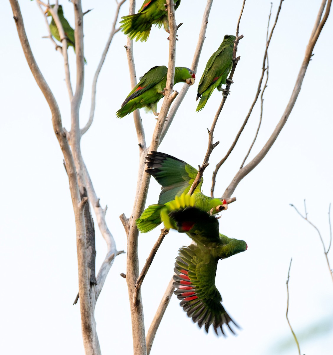 Red-crowned Amazon - ML638005121