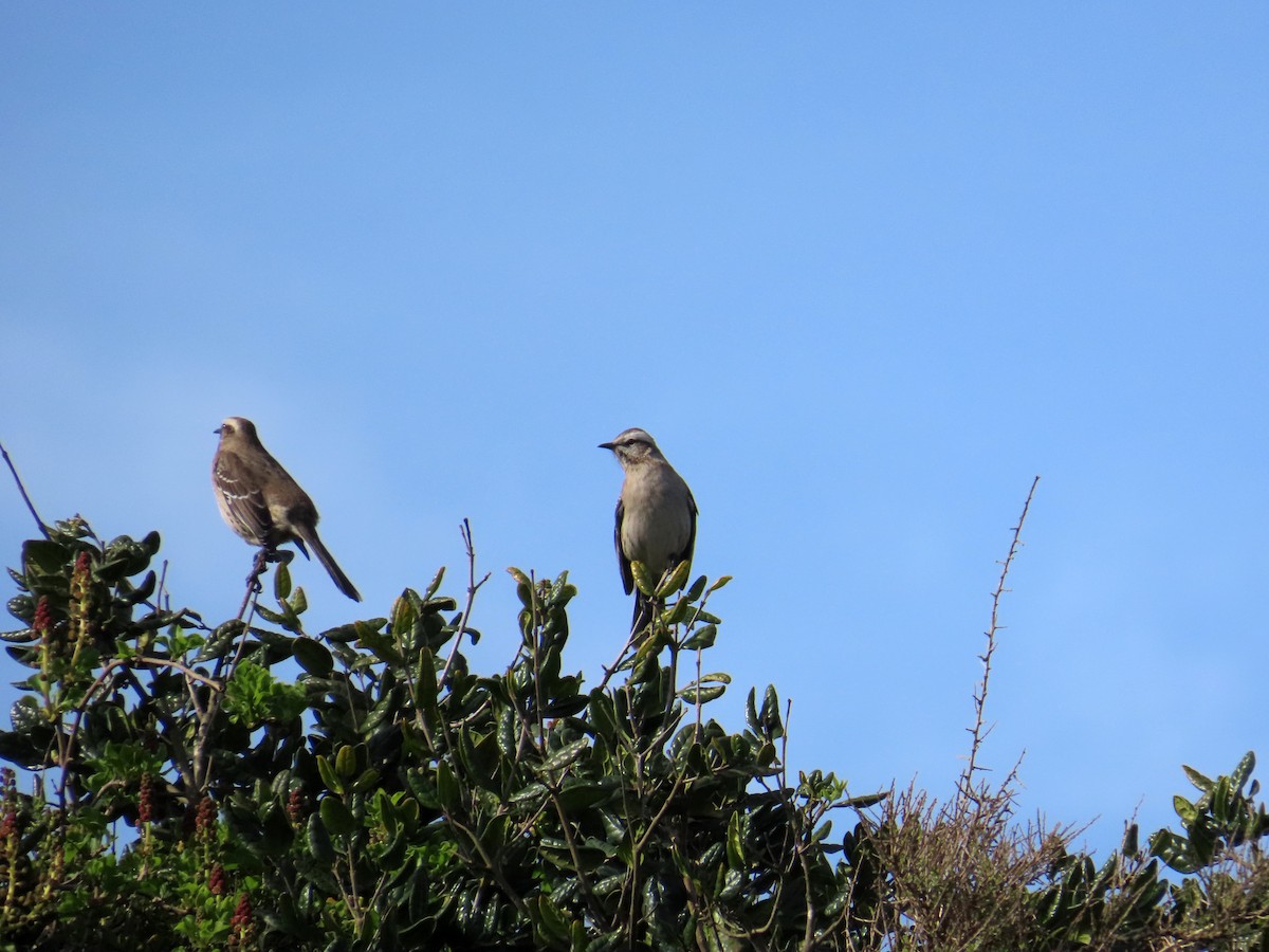 Chilean Mockingbird - ML638005131