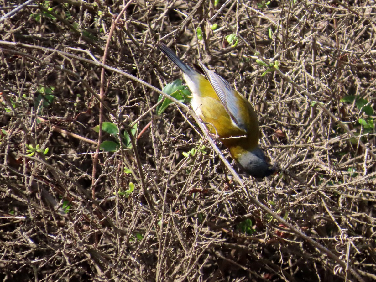 Gray-hooded Sierra Finch - ML638005144