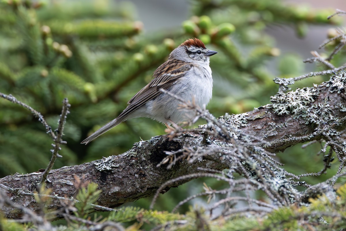 Chipping Sparrow - ML638005153