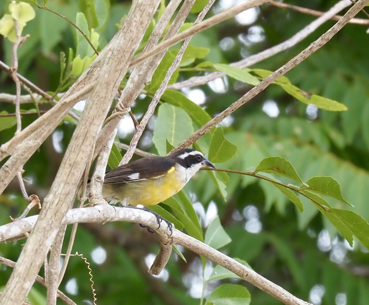 Bananaquit (Cozumel I.) - ML638005154