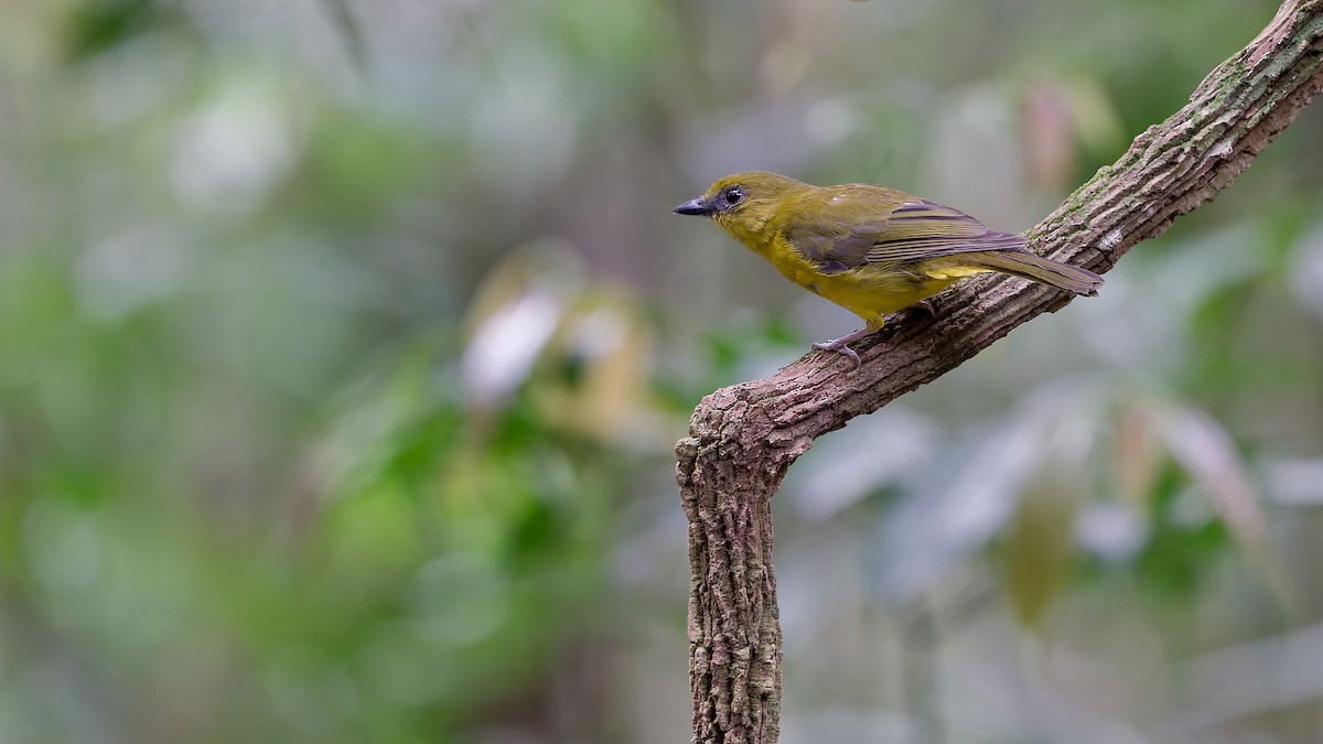 Bornean Whistler - ML638005157