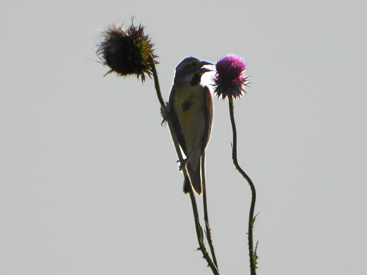 Dickcissel - ML638005160