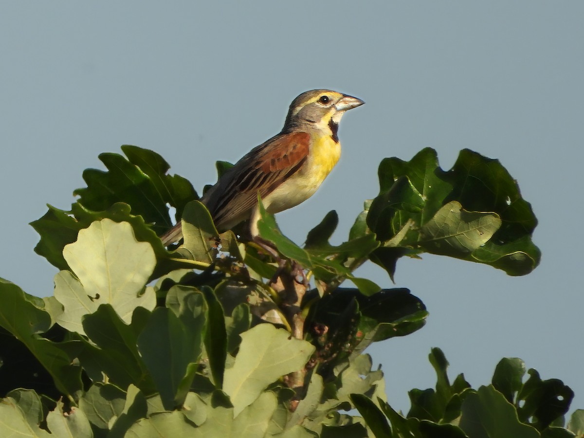 Dickcissel - ML638005161