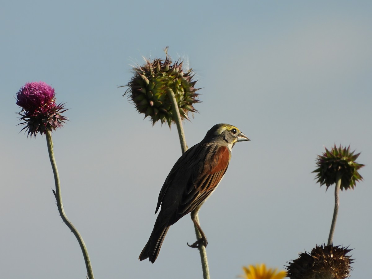 Dickcissel - ML638005162
