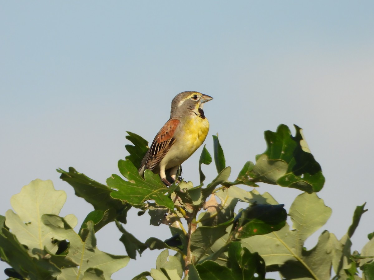 Dickcissel - ML638005163