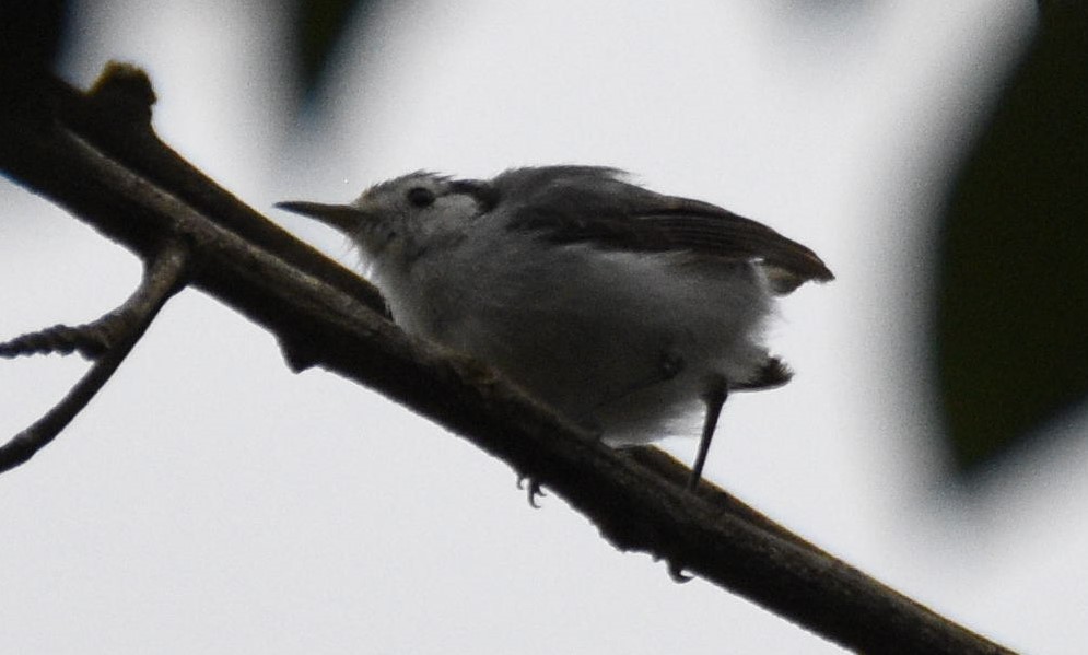 White-browed Gnatcatcher - ML638005164