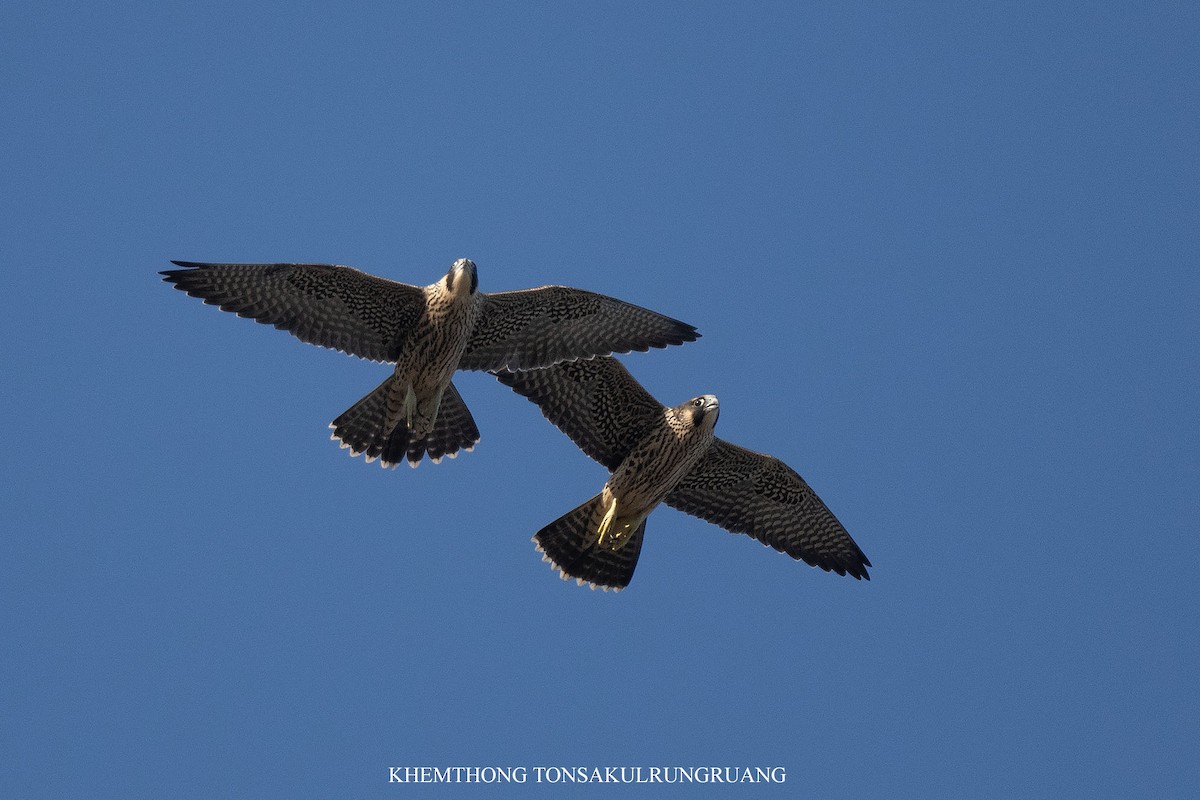 Peregrine Falcon - ML638005165