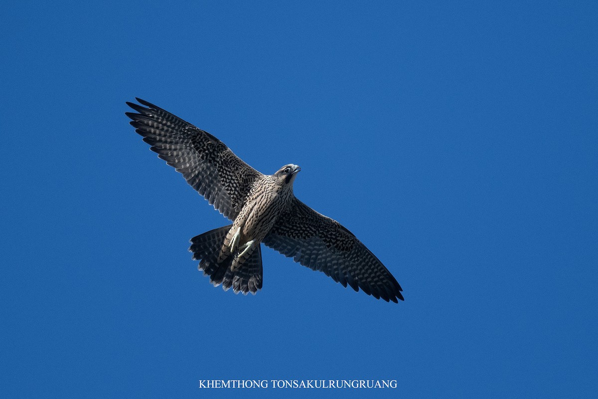 Peregrine Falcon - ML638005166