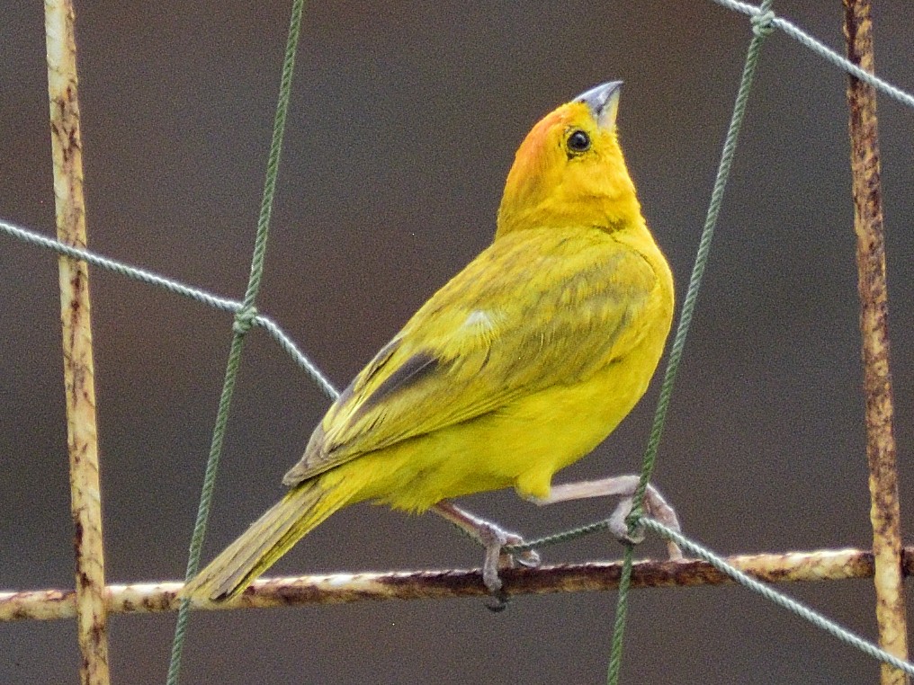 Saffron Finch - ML638005187