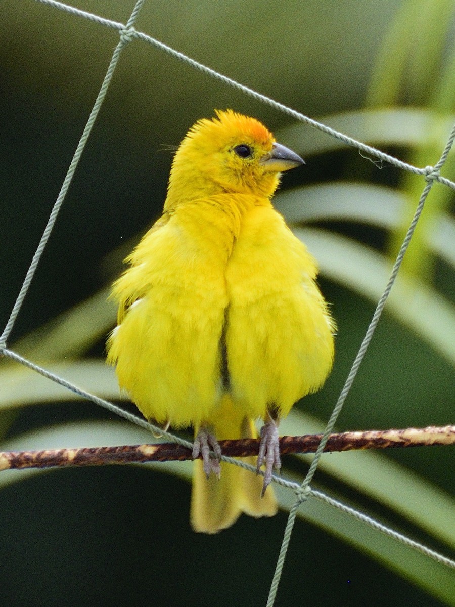 Saffron Finch - ML638005189