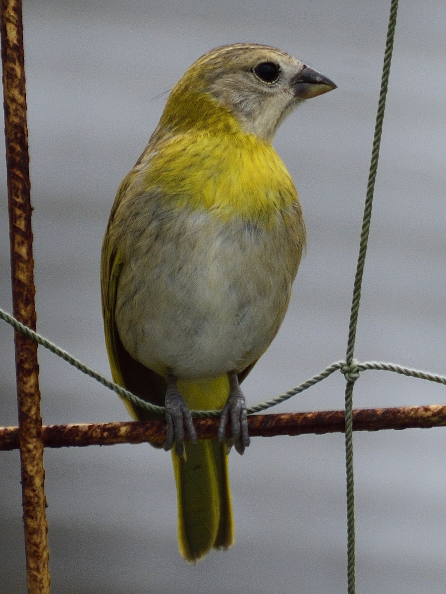 Saffron Finch - ML638005190