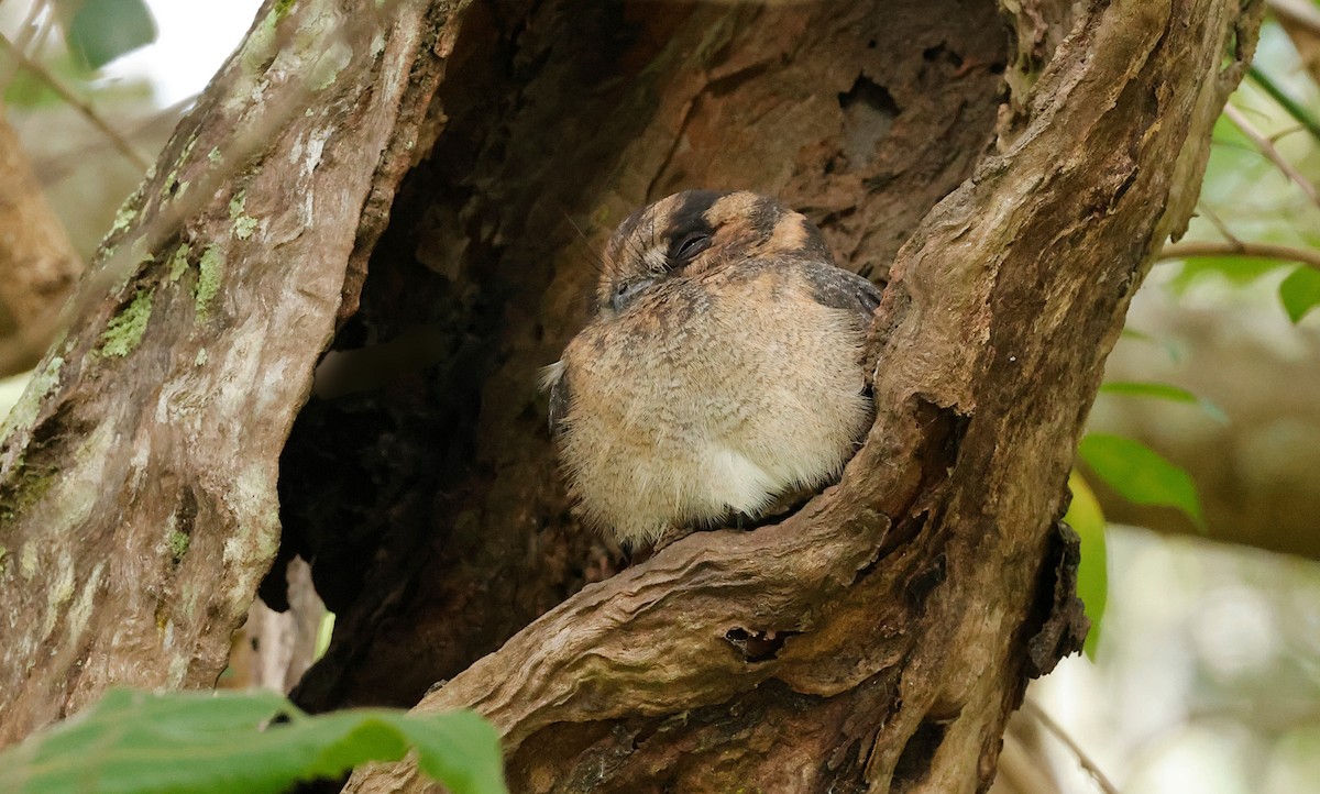オーストラリアズクヨタカ - ML638005211