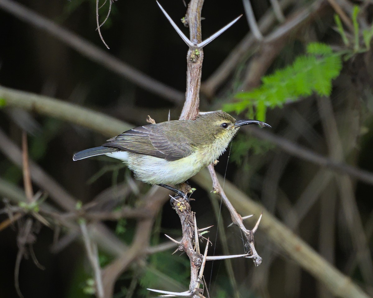 Southern Double-collared Sunbird - ML638005218