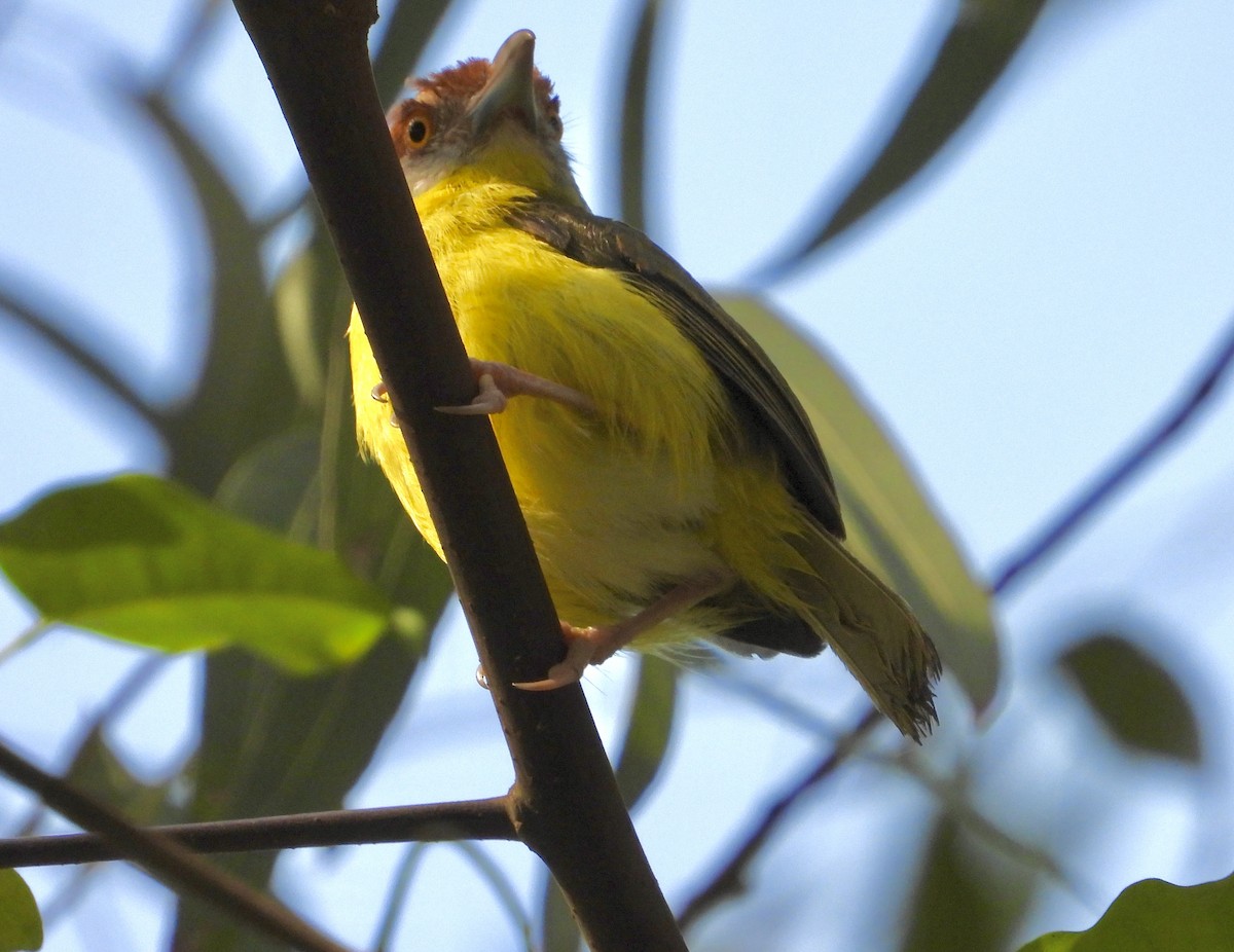 Rufous-browed Peppershrike - ML638005228