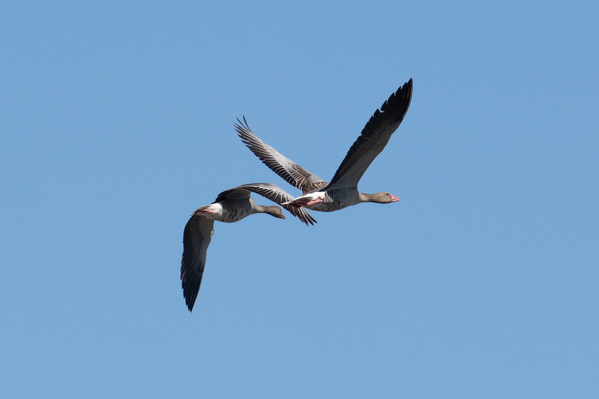 Graylag Goose - ML638005238