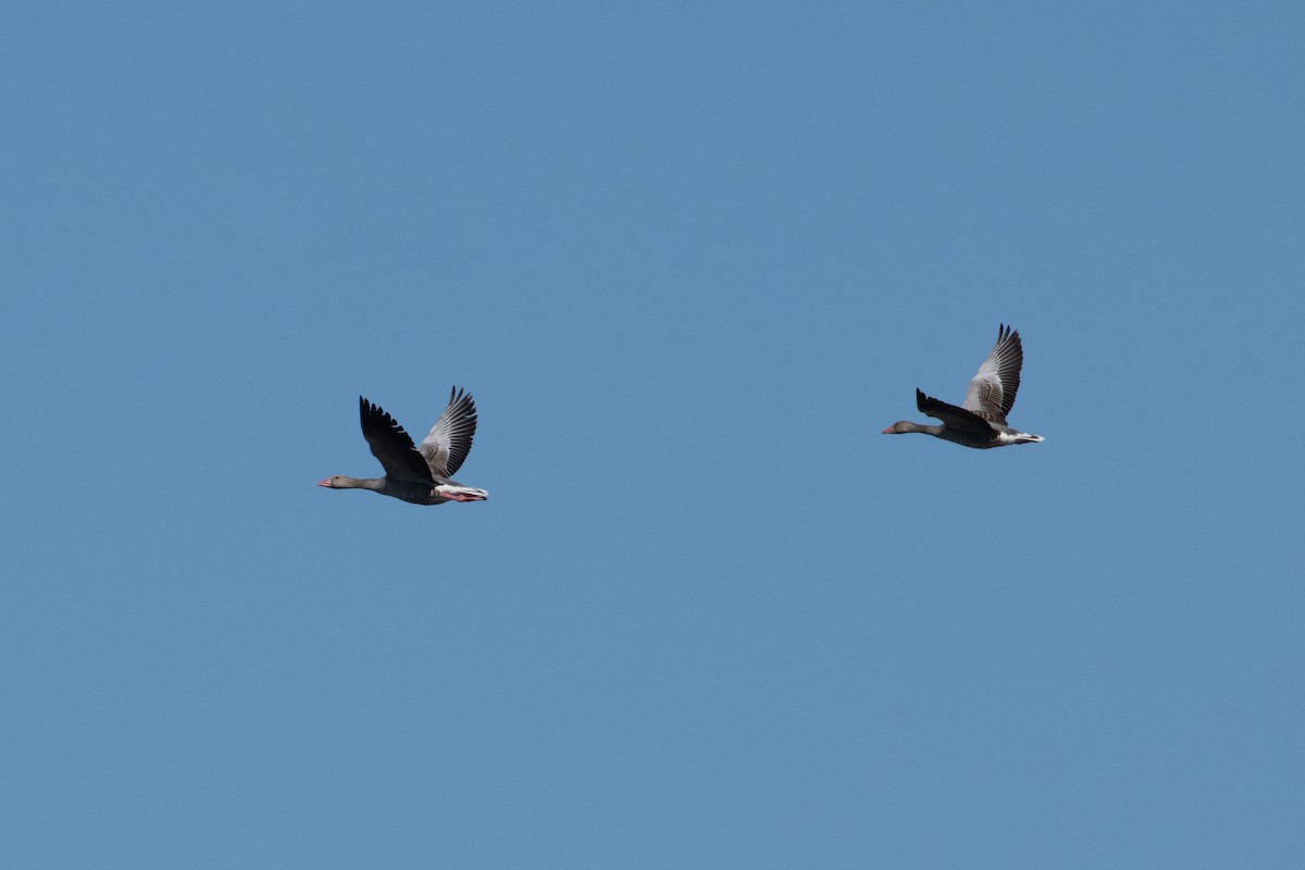 Graylag Goose - ML638005239